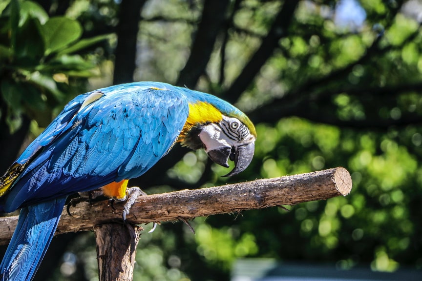Blue Macaw sitting on the branch 