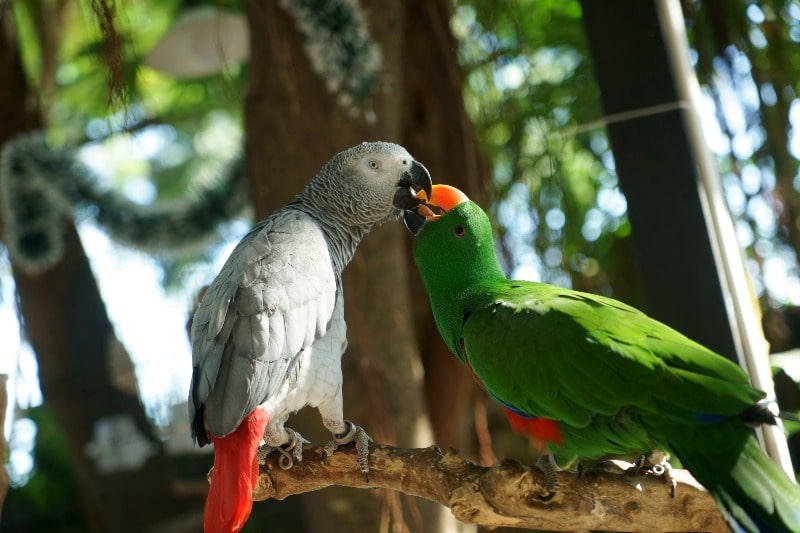 Parrots playing with each other