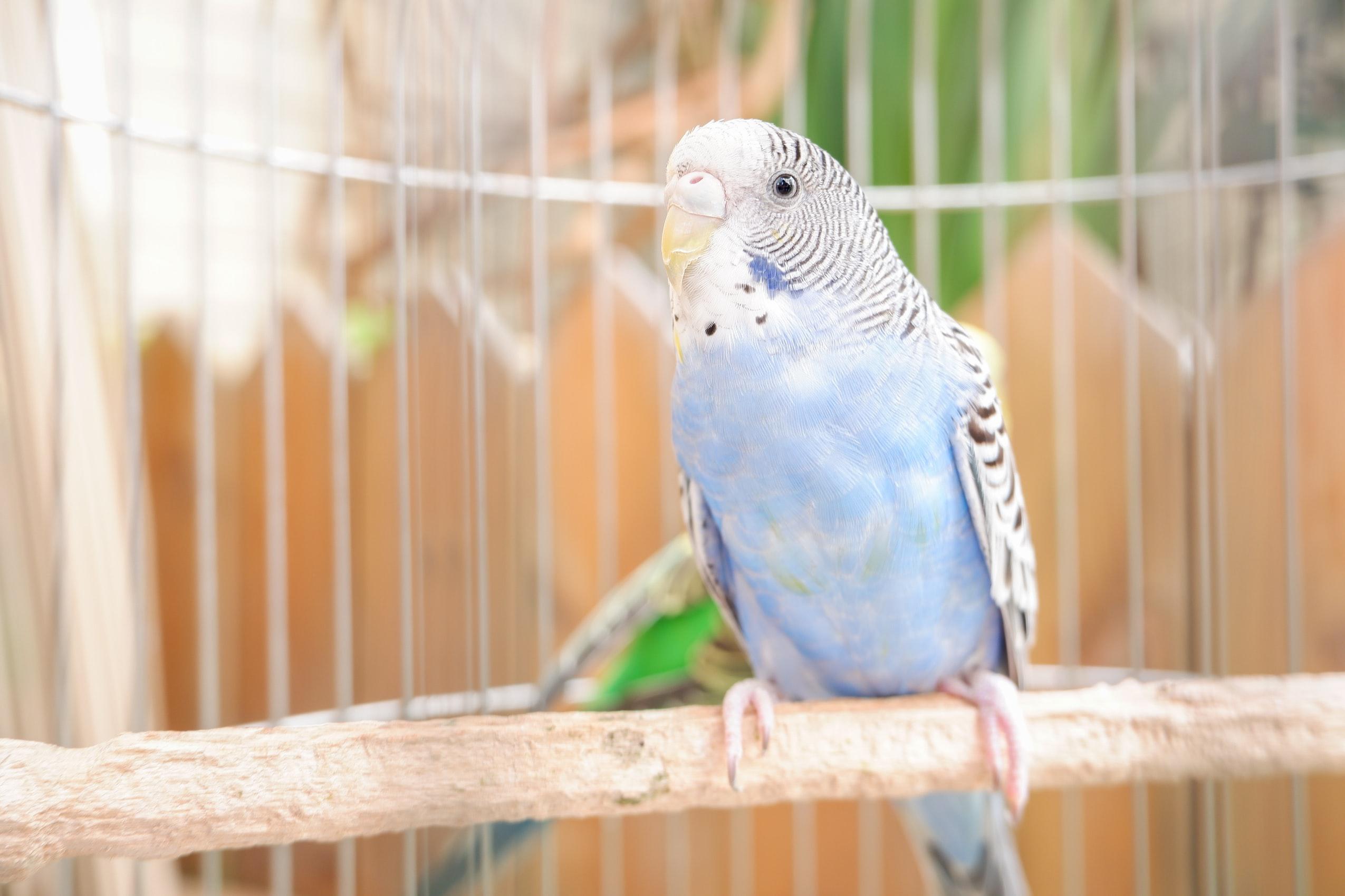 Blue Budgie sitting on the branch