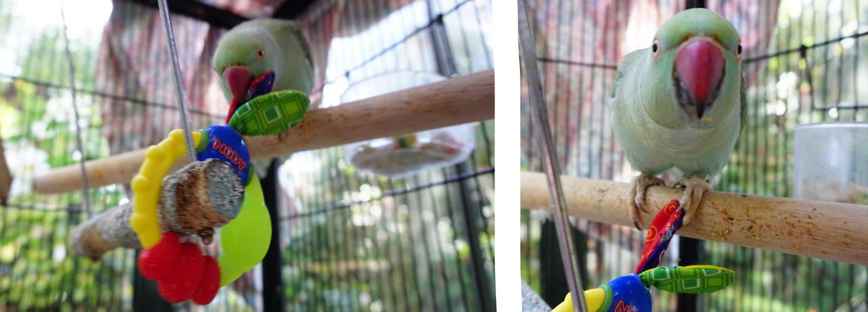 Magick the Indian Ringneck playing with her baby toy