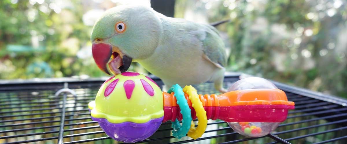 Magick the Indian Ringneck playing with her rattle
