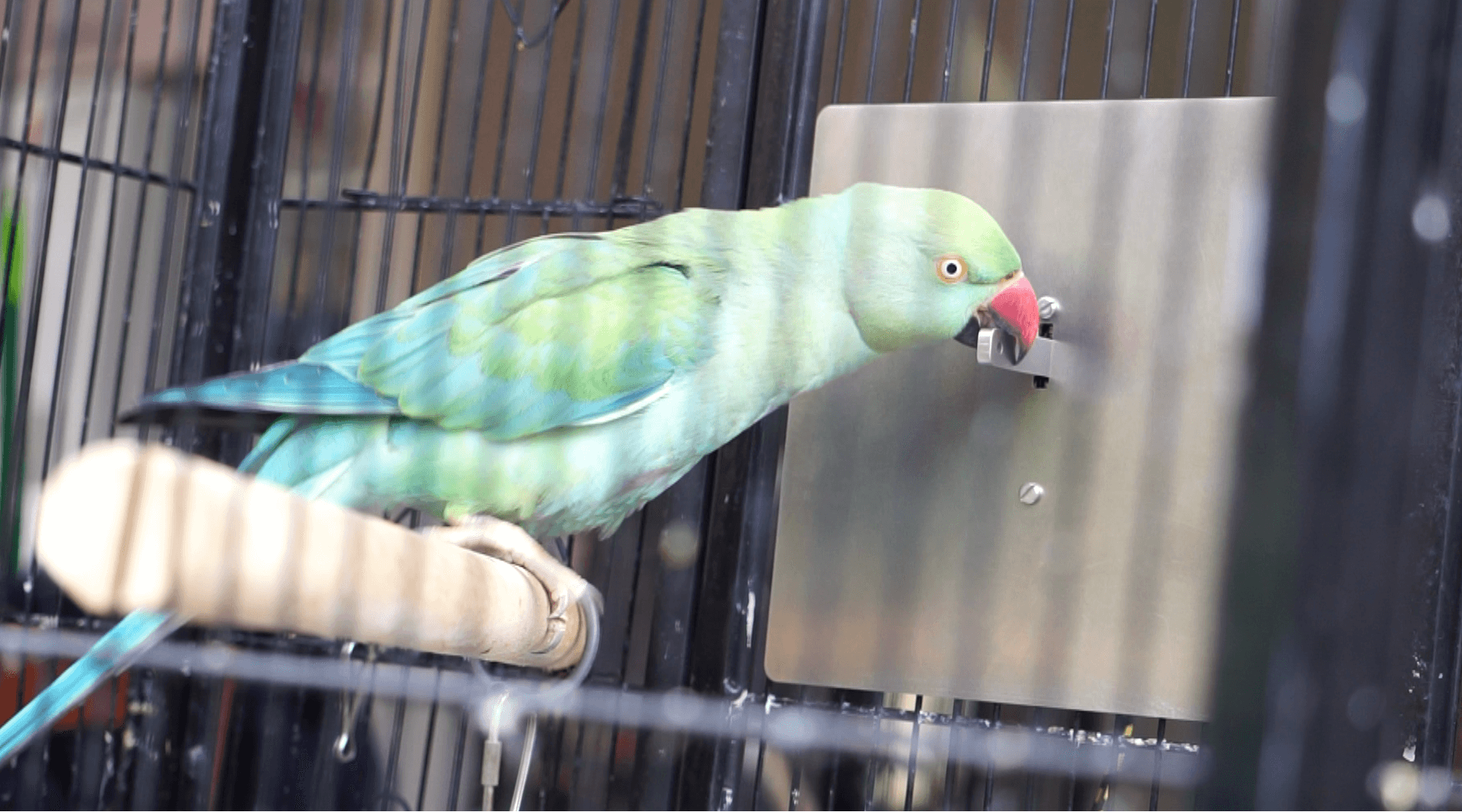 Green parrot pressing the lever
