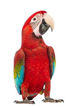 Large red parrot