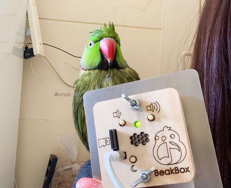 Green parrot sitting behind the BeakBox