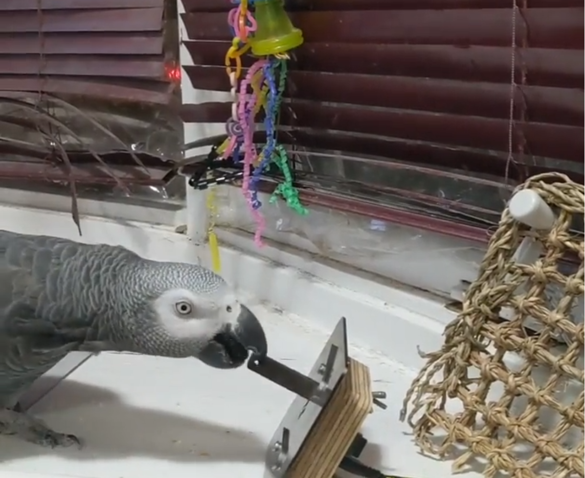 Grey parrot pressing the BeakBox lever
