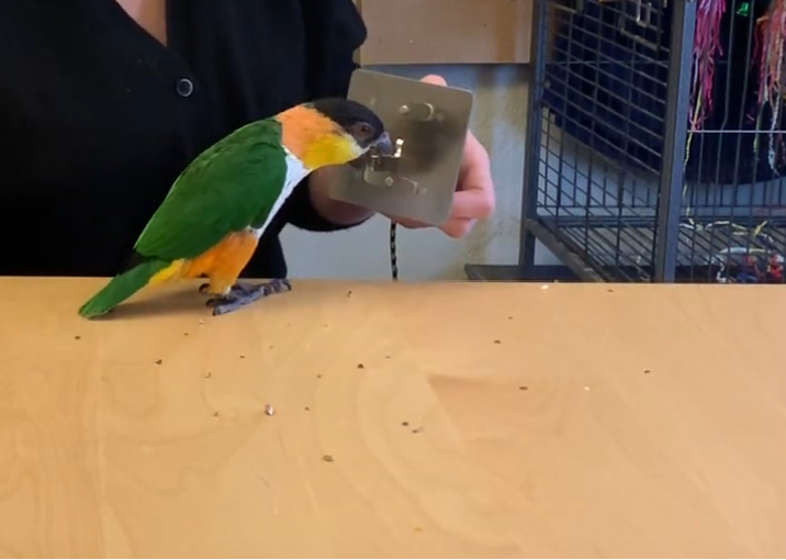 Coloreful parrot pressing the BeakBox lever
